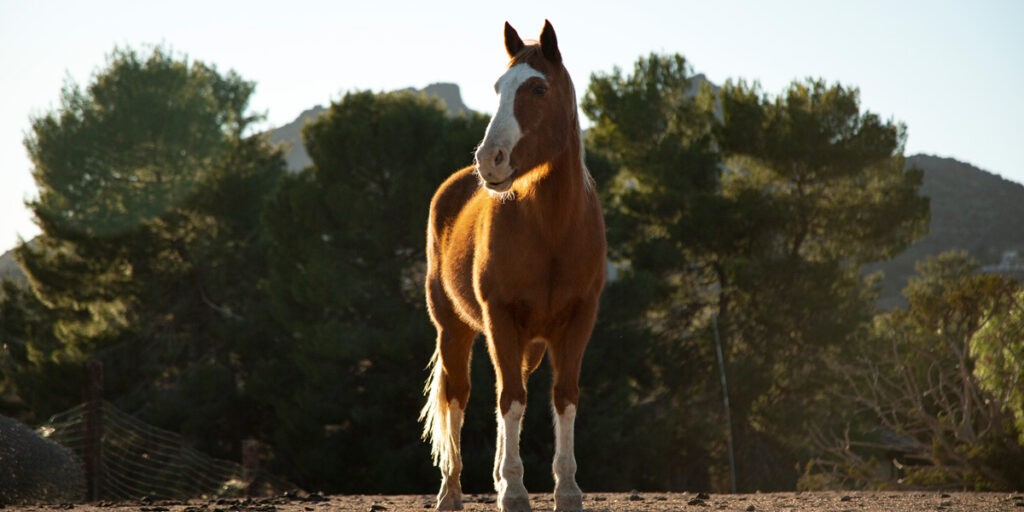 crecimiento caballo