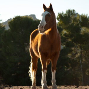Problemas de crecimiento en caballos