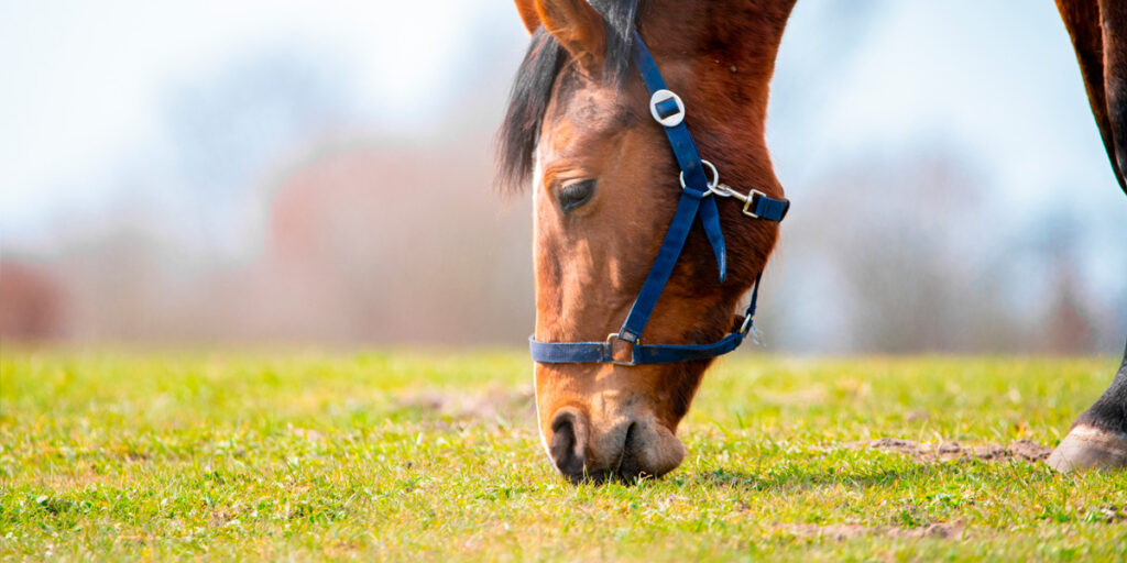 suplementar caballo 2