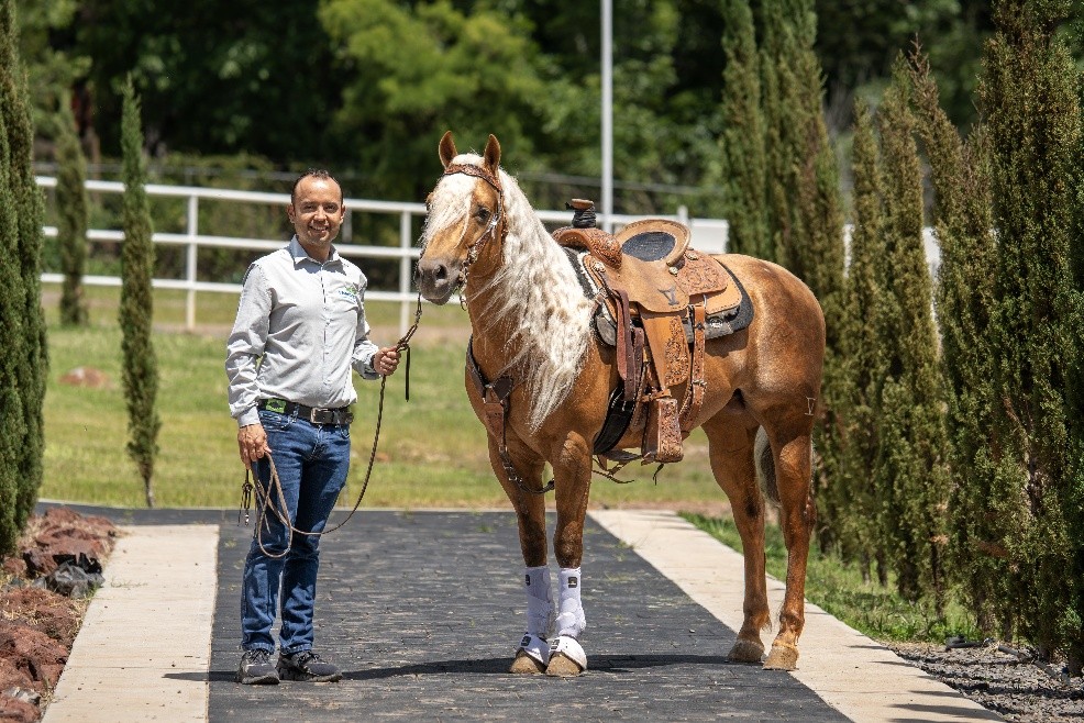 caballos cuarto de milla