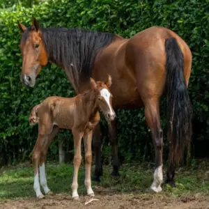 La importancia de la suplementación en yeguas gestantes: invertir en el futuro desde el inicio