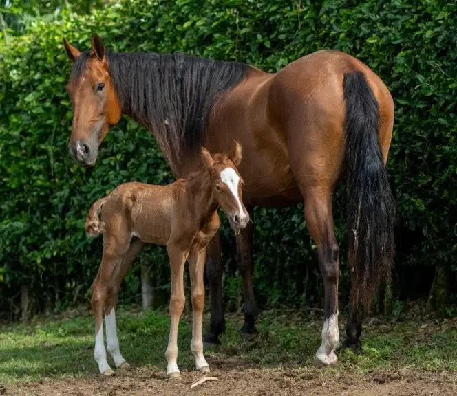 La importancia de la suplementación en yeguas gestantes: invertir en el futuro desde el inicio